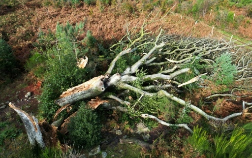 la tempête Ciaran en forêt de Brocéliande