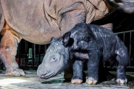 rhinoceros de sumatra naissance