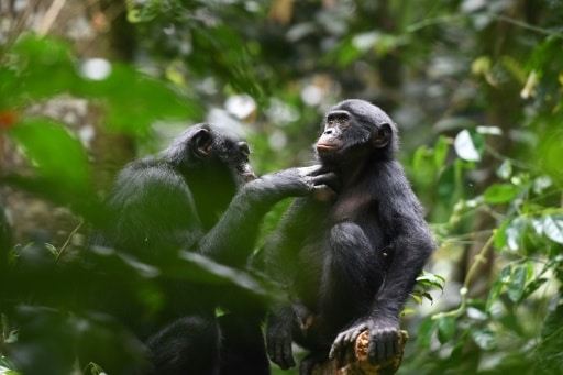 bonobos bon voisinage