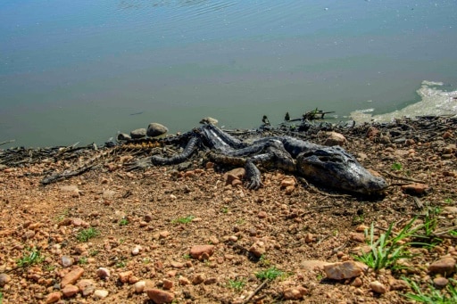 pantanal feu brésil hors controle faune