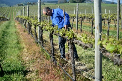 baisse production mondiale de vin