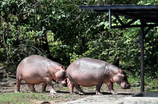 hippopotames eskobar escobar colombie