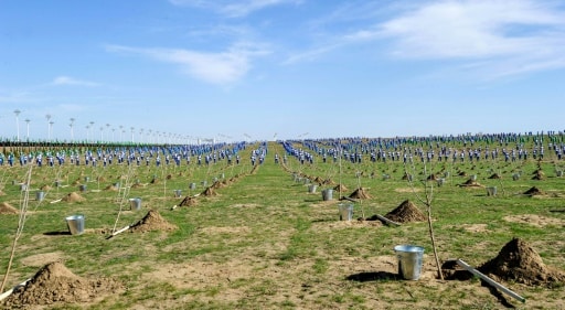 turkmenistan planter arbres