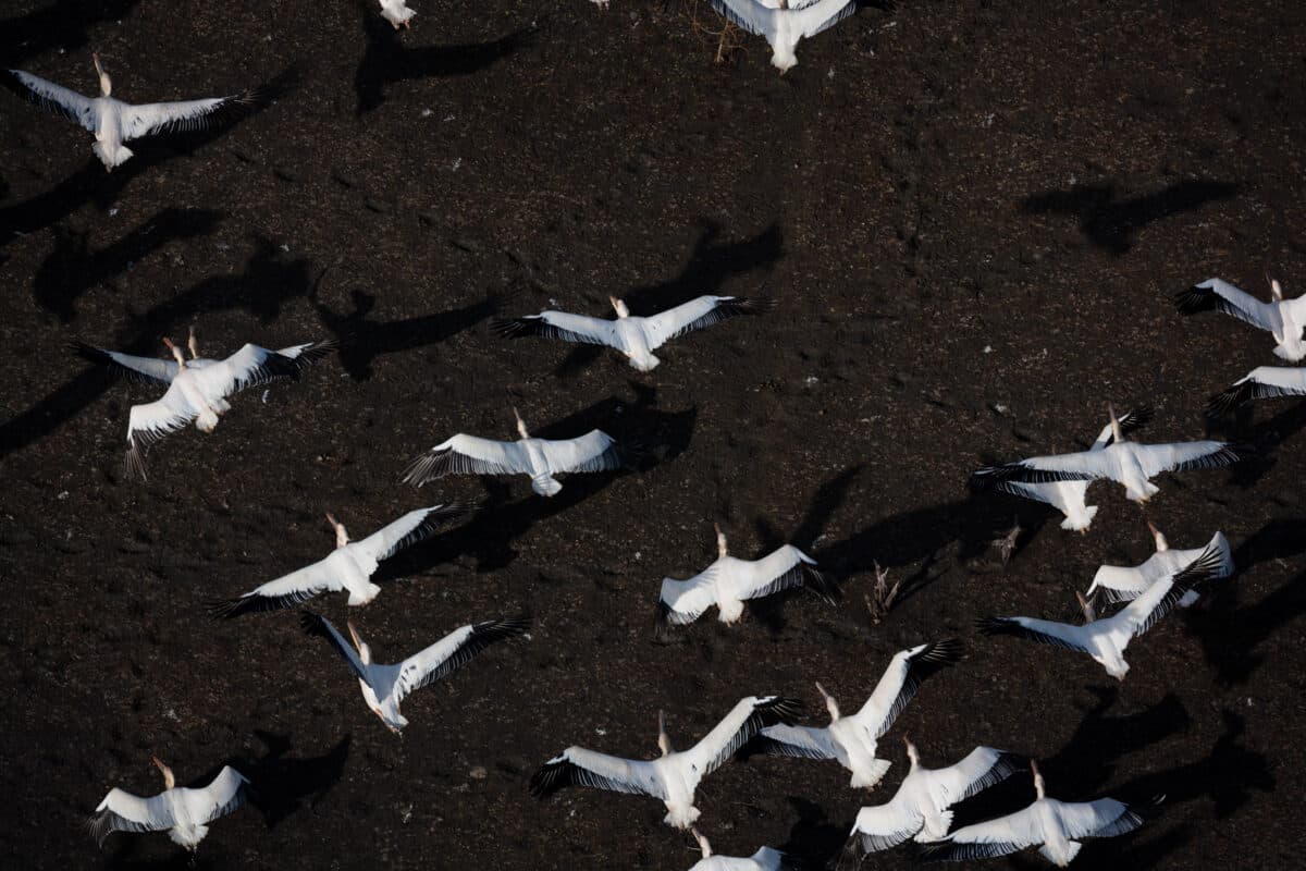 oiseaux migrateurs © Yann Arthus-Bertrand
