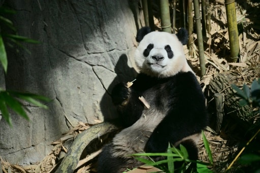 singapour panda