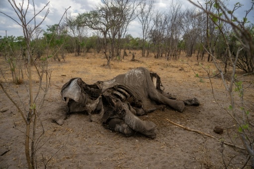 elephants manque d'eau