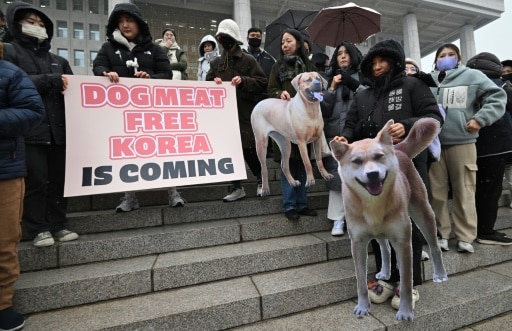 manifestation militant contre viande de chiens corée