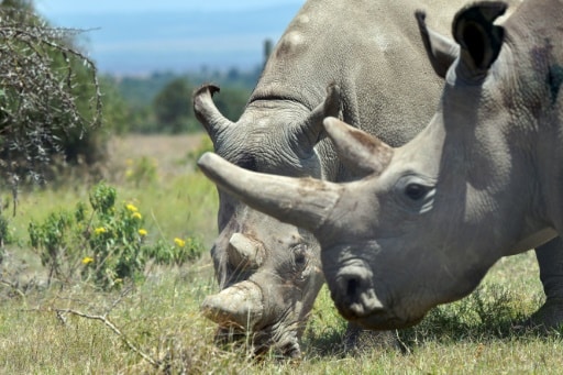FIV rhinoceros