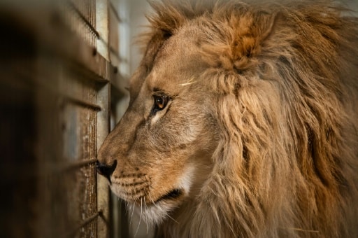 lion ukraine zoo bourgogne