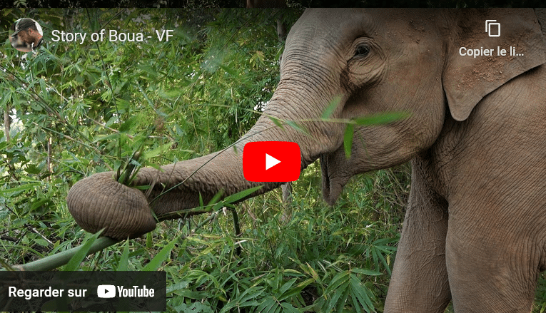 sauver elephant Boua