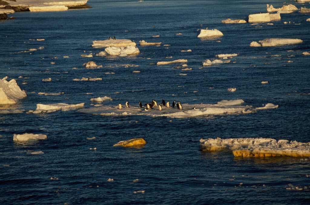 manchots sur bloc de glace en terre Adelie 