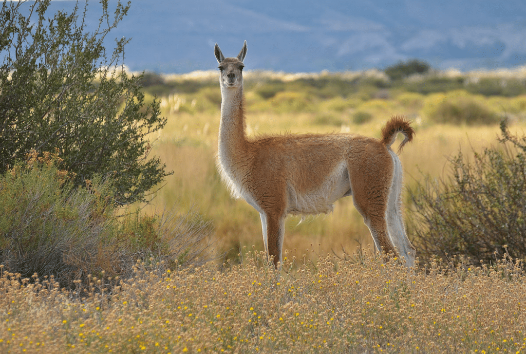 guanaco