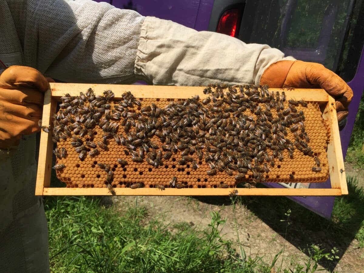 abeilles ruches miel apiculture