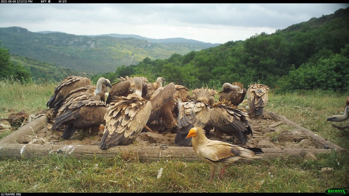 placette équarrissage vautorus rapaces nécrophages