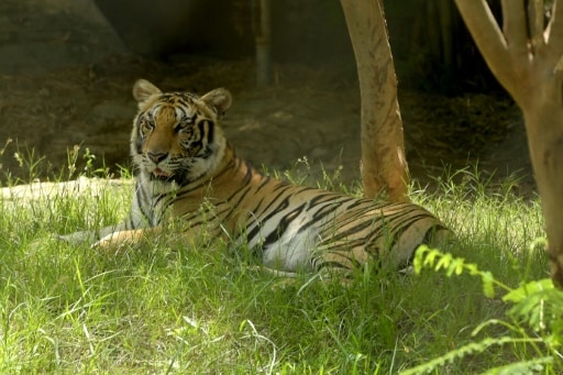 Cambodge tigre sauvage