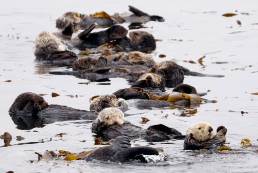 louves de mer defendre ecosysteme