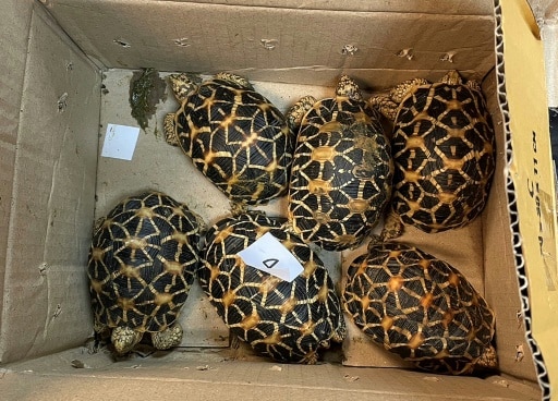 tortue étoilées trafic especes sauvages
