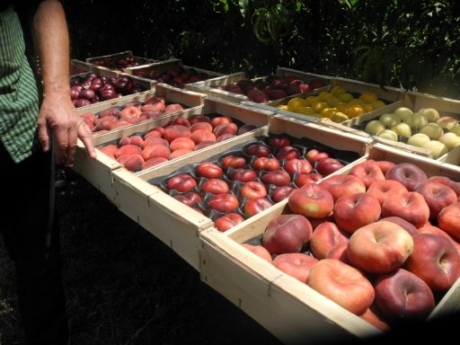 etalage fruits et légumes pesticides