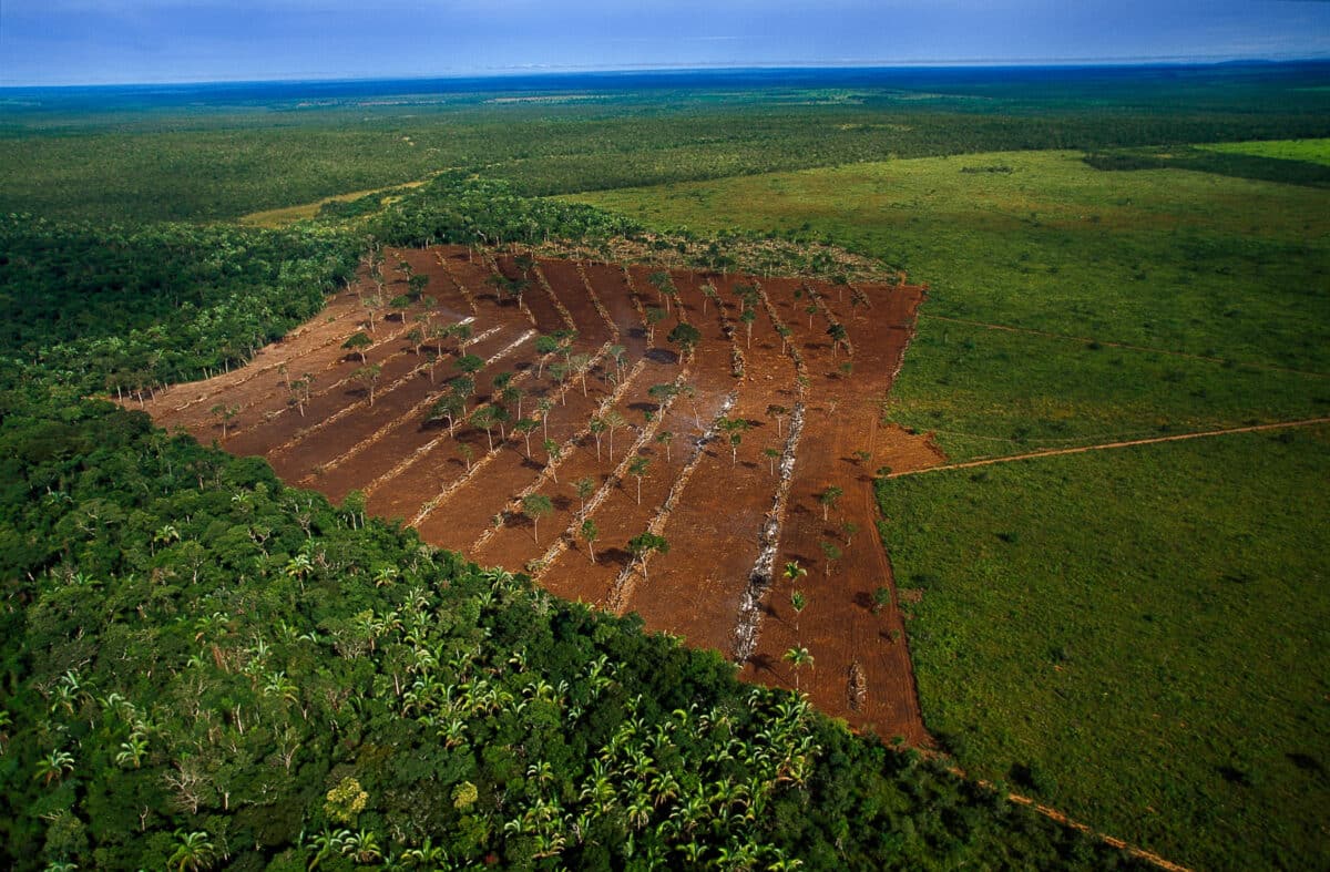 amazonie brésil déforestation