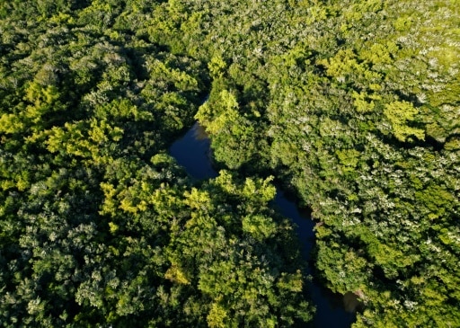 forêt biodiversité