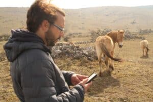 cheval de Przewalski dans les Cévennes 