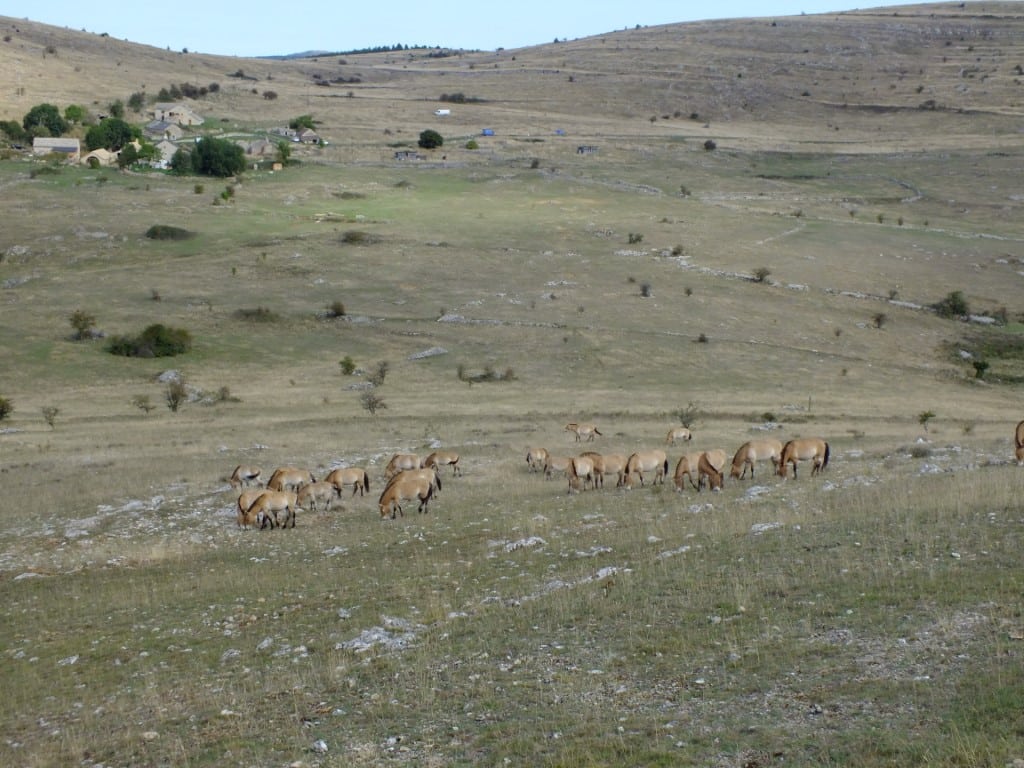 Plusieurs familles de cheval de Przewalski dans les Cévennes © Florian Drouard / TAKH 