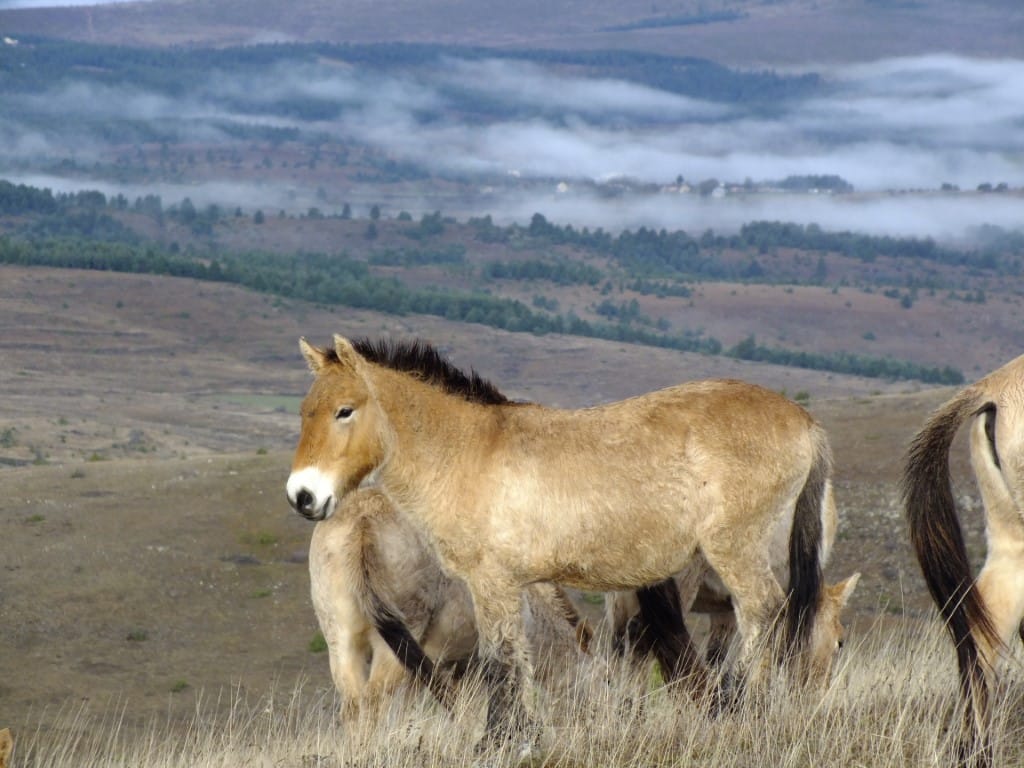 Jeune cheval de Przewalski mâle dans sa famille © Florian Drouard / TAKH 