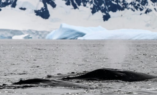 baleine à bosses antarctique