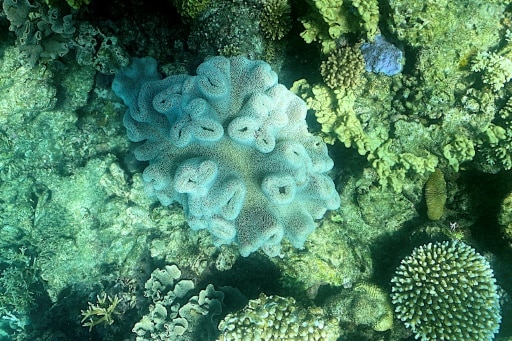 barriere corail blanchissement