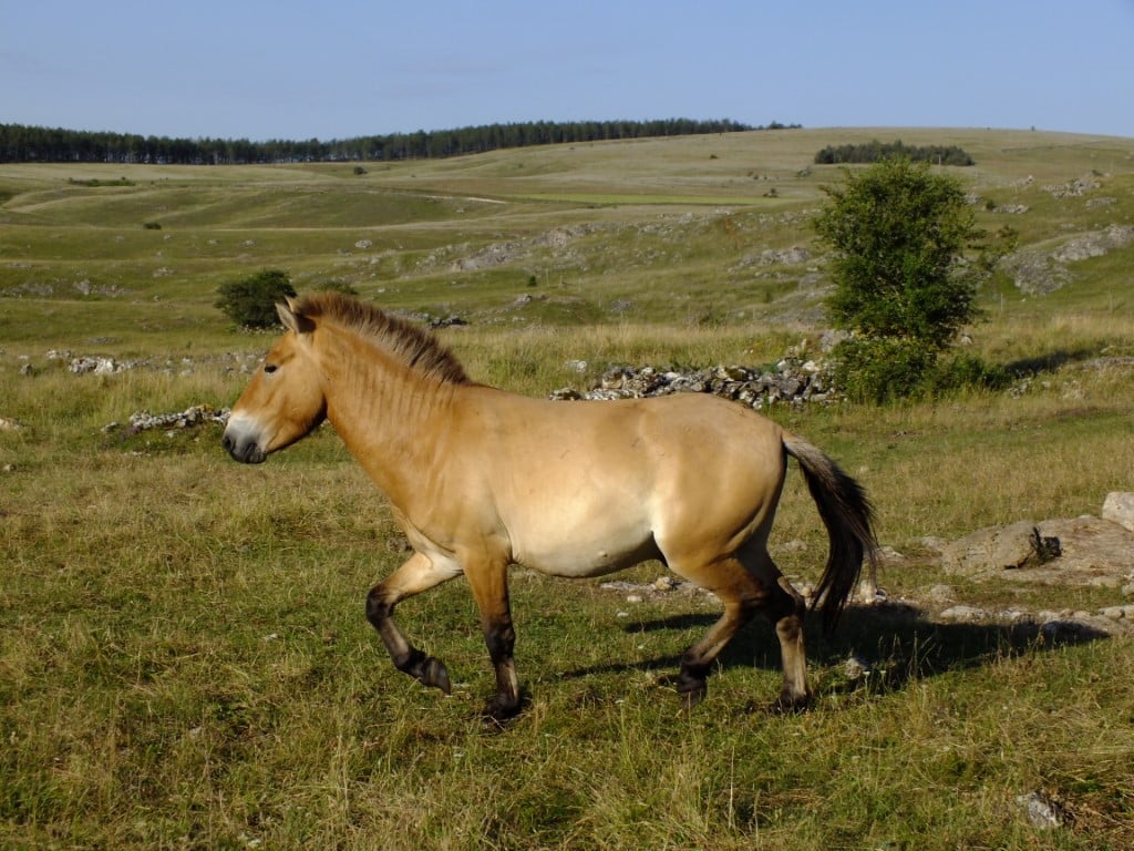 Un cheval de Przewalski en robe d'été dans les Cévennes © Florian Drouard / TAKH 