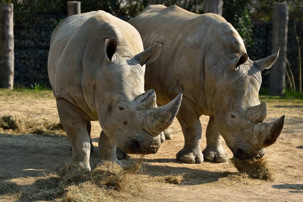 rhinocéros blancs