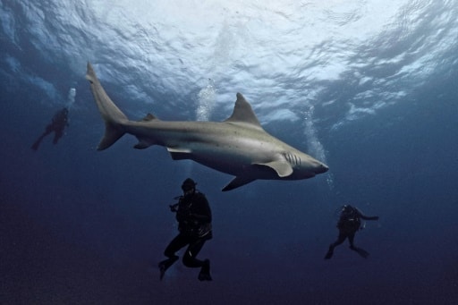Floride image du requin