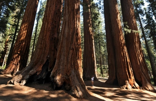 foret sequoia