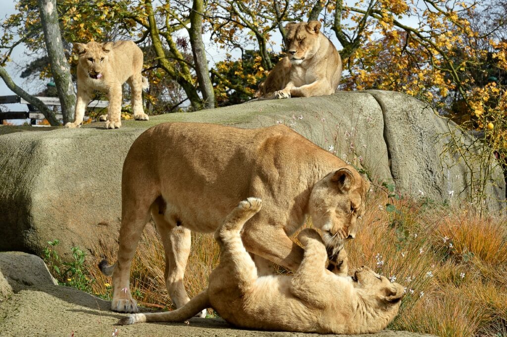 lions zoo paris