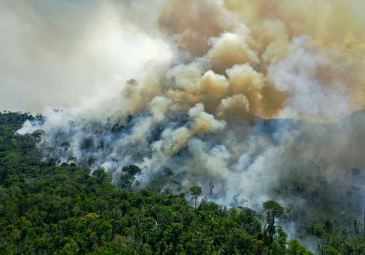 brésil destruction forets déforestation