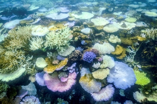 la grande barriere de corail australie