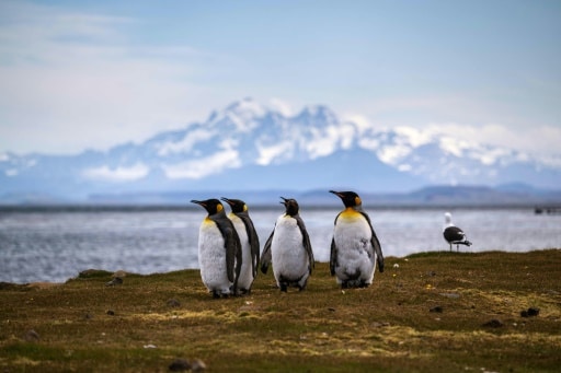 manchots empereurs fonte de la banquise antarctique