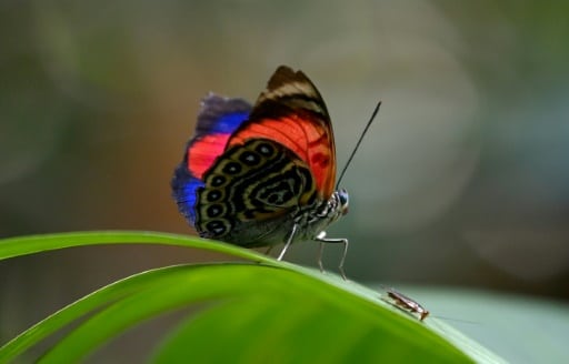Papillon d'Equateur