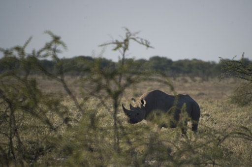 rhinocéros blancs braconnés