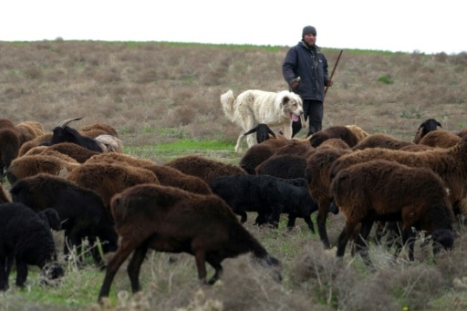 moutons tadkikistan