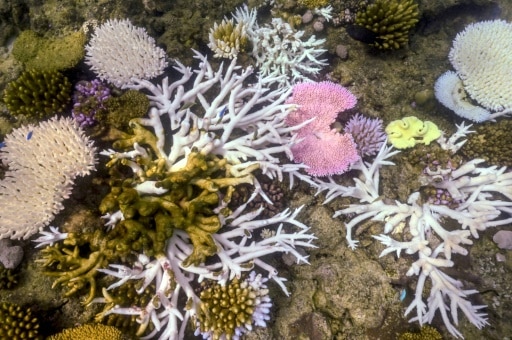 blanchissement coraux réchauffement climatique
