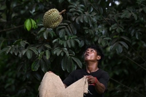 durian chaleur Thaïlande