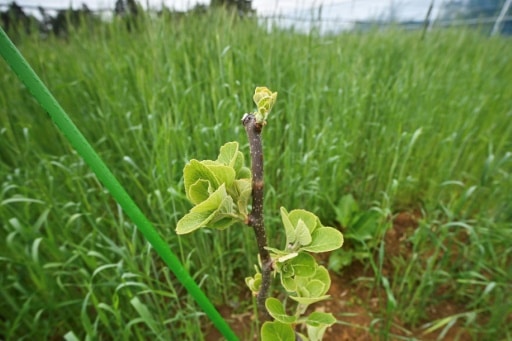 Un plant de kiwis dans la ferme de l'entreprise ReFruits, à quelques kilomètres de la centrale nucléaire sinistrée de Fukushima, le 24 avril 2025 à Okuma, au Japon© AFP Richard A. Brooks