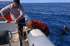étoiles de mer pêche