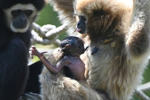 gibbon zoo la sarthe