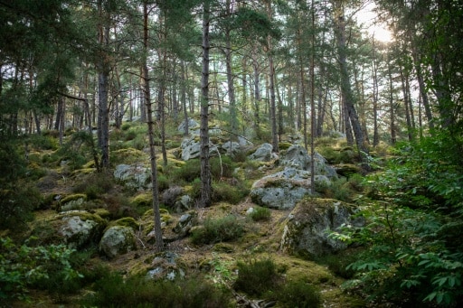 sentier des 25 bosses fontainebleau