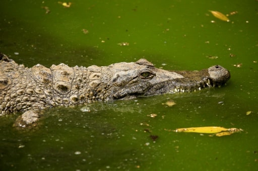 crocodile