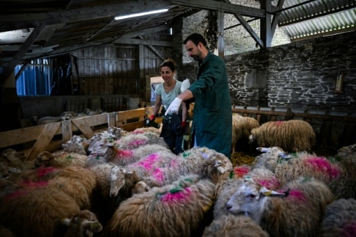 éleveuse de moutons