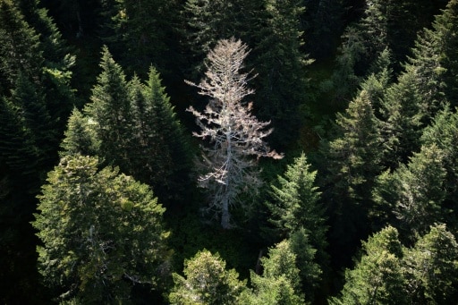 forêt arbre