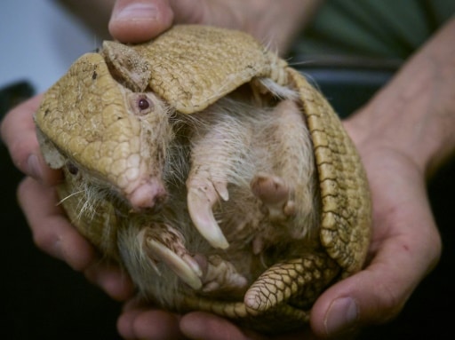 tatou albios zoo de beauval